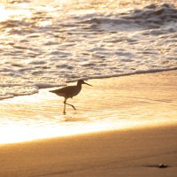 La Majahua Beach, Guerrero, Mexico